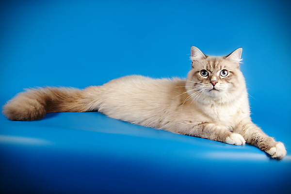 포토 JPG 해외이미지 한마리 사람없음 파란색 반려동물 고양이 해외202007 네바마스커레이드 해외포토 동물 1 컬러 포유류 파일형식