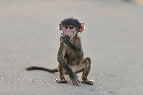 포토 JPG 해외이미지 동물 공원 야생동물 여행 포유류 아프리카 놀이 사람없음 세계 환경 게임 원숭이 아기 행운 보호 큼 모피 사파리 지역 서식지 유인원 동쪽 내추럴 사바나 세렝게티 전국 탄자니아 해외202007 해외포토 공공시설 나라 컨셉 사람 크기 방향 파일형식