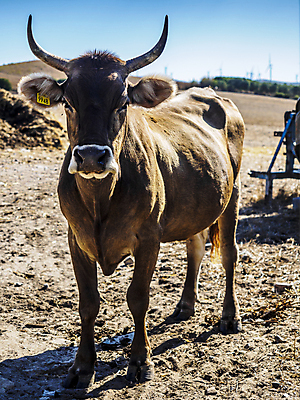 포토 JPG 해외이미지 동물 구름 밭 농업 포유류 자연 휴식 새로움 산 풍경 초원 사람없음 초록색 파란색 농장 농경지 환경 검은색 가축 목장 이탈리아 소고기 시골 소 군중 저녁 숲 먹이 방목 먹기 언덕 네덜란드 거짓말 기르기 밭일 수유 해외202007 해외포토 자연요소 유럽 산업 컬러 컨셉 모션 육류 사람 축산업 야간 생태계 돌봄 파일형식