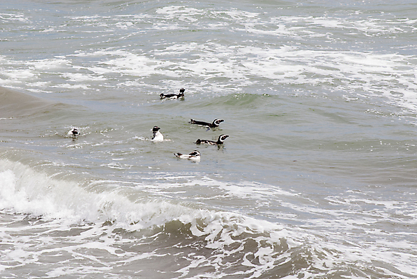 포토 JPG 해외이미지 동물 공원 야생동물 바다 섬 여행 백그라운드 가족 자연 조류 사람없음 검은색 미국 흰색 그룹 둥지 사파리 펭귄 칠레 남쪽 아르헨티나 내추럴 식민지 전국 해외202007 해외포토 공공시설 컬러 북아메리카 관계 남아메리카 방향 생태계 파일형식