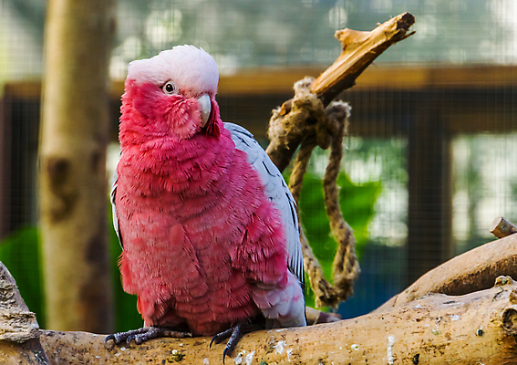 포토 JPG 해외이미지 동물 여자 남자 얼굴 분홍색 조류 종류 성인 사람없음 빨간색 반려동물 컬러풀 장미 머리 회색 호주 앵무새 강렬 보유 이국적 인기 해외202007 해외포토 꽃 컬러 사람 신체부위 오세아니아 파일형식