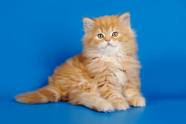 포토 JPG 해외이미지 동물 1 응시 백그라운드 포유류 자연 털 사람없음 반려동물 고양이 회색 흰색 얼룩무늬 솜털 산악지대 고립 기르기 직진 스코틀랜드 해외202007 해외포토 시선 컬러 무늬 영국 산 생태계 돌봄 파일형식