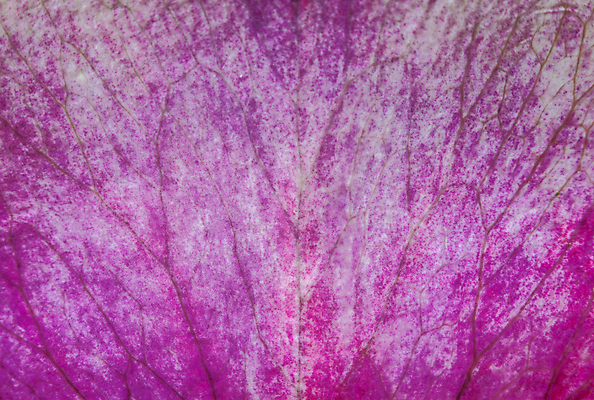 포토 JPG 해외이미지 식물 꽃잎 꽃 분홍색 백그라운드 꽃무늬 패턴 자연 추상 사람없음 여름 장미 보라색 활발 벚꽃 개화 자주색 제비꽃 묘사 유기농 질감 생물학 향기 부드러움 정맥 내추럴 대칭 해외202007 해외포토 웰빙 계절 교육 컬러 컨셉 무늬 감각 생태계 냄새 혈관 파일형식