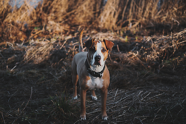 포토 JPG 해외이미지 동물 밭 자연 초원 사람없음 반려동물 햇빛 일몰 산책 개 송곳니 배려 심각 해외202007 해외포토 컨셉 농업 포유류 휴식 태양 노을 치아 생태계 파일형식
