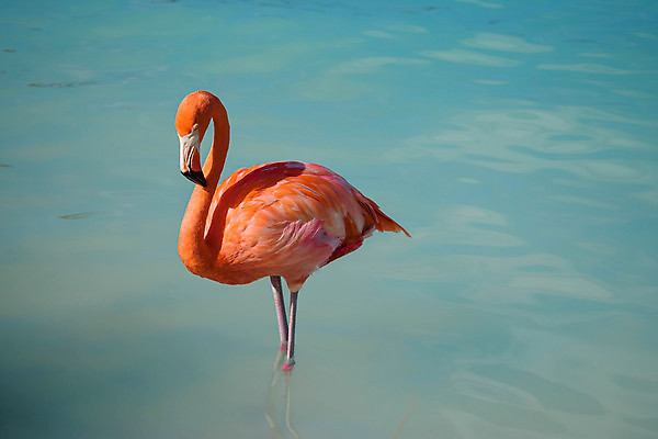 포토 JPG 해외이미지 나무 모래 바다 섬 여행 자연 하늘 휴가 손바닥 풍경 사람없음 야외 물 여름 파란색 야자수 맑음 흰색 휴양지 코코넛 카리브해 이국적 파라다이스 수평선 해외202007 해외포토 자연요소 식물 손 계절 컬러 과일 날씨 장소 생태계 파일형식