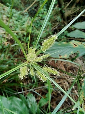 포토 JPG 해외이미지 나무 식물 전통 음식 백그라운드 신체 전구 태국 자연 건강 사람없음 초록색 물 약 보라색 화장품 견과류 흰색 신선 약초 허브 날것 내추럴 토닉 억울 해외202007 해외포토 자연요소 감정 아시아 컬러 의학 뷰티 풀_식물 생태계 파일형식