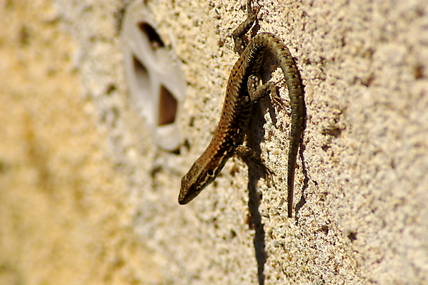 포토 JPG 해외이미지 동물 유럽 야생동물 벽 파충류 자연 생물 사람없음 초록색 태양 환경 뜨거움 작음 꼬리 도마뱀 사암 기어가기 동물상 해외202007 해외포토 자연요소 나라 컬러 모션 조형물 돌_바위 크기 생태계 파일형식