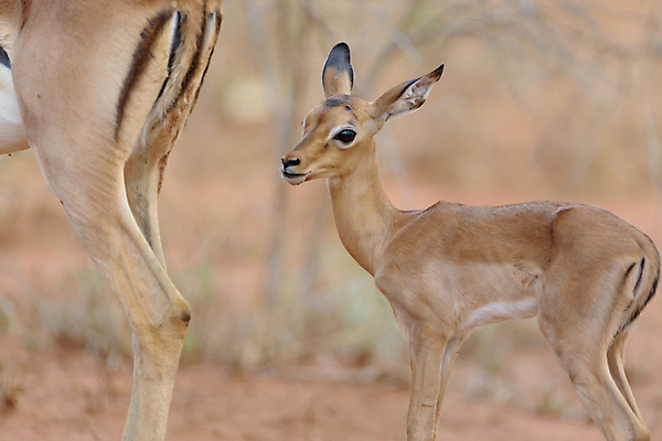 포토 JPG 해외이미지 동물 계절 공원 여자 남자 호수 야생동물 여행 포유류 아프리카 자연 초식동물 뿔 국립공원 풍경 사람없음 관광지 갈색 게임 입 황무지 사파리 귀 영양 케냐 가젤 마사이족 해외202007 해외포토 공공시설 나라 컬러 놀이 사람 신체부위 생태계 파일형식