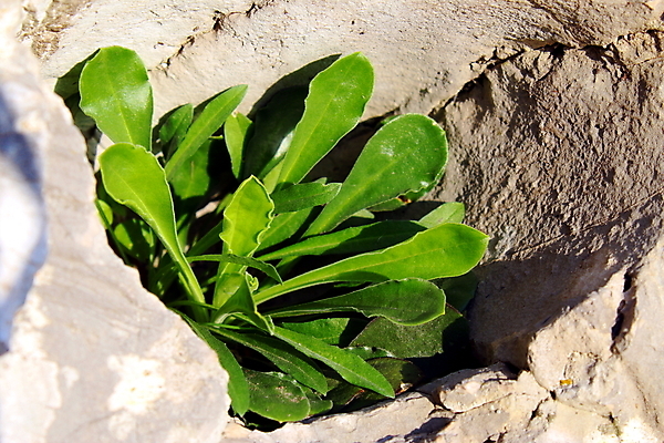포토 JPG 해외이미지 식물 잎 자연 사람없음 초록색 성장 벚꽃 구멍 닫기 석회암 해외202007 해외포토 꽃 컬러 모션 암석 생태계 파일형식