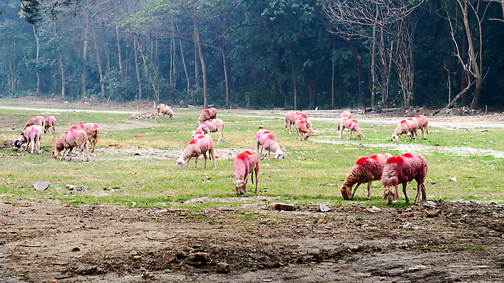 포토 JPG 해외이미지 나무 식물 동물 라이프스타일 계절 유럽 잎 농업 산 초원 사람없음 여름 펜 갈색 환경 맑음 가축 봄 목장 소고기 농촌 양 황무지 소 양치기 군중 숲 땅 먹기 언덕 송곳니 송아지 평야 해외202007 해외포토 직업 나라 산업 새끼 컬러 포유류 모션 자연 날씨 육류 사람 생활 필기구 시골 치아 파일형식