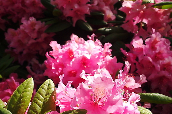 포토 JPG 해외이미지 식물 공원 꽃 분홍색 백그라운드 잎 꽃무늬 자연 따뜻함 사람없음 야외 빨간색 초록색 여름 컬러풀 태양 정원 봄 벚꽃 신선 개화 내추럴 해외202007 해외포토 자연요소 계절 공공시설 컬러 무늬 생태계 파일형식