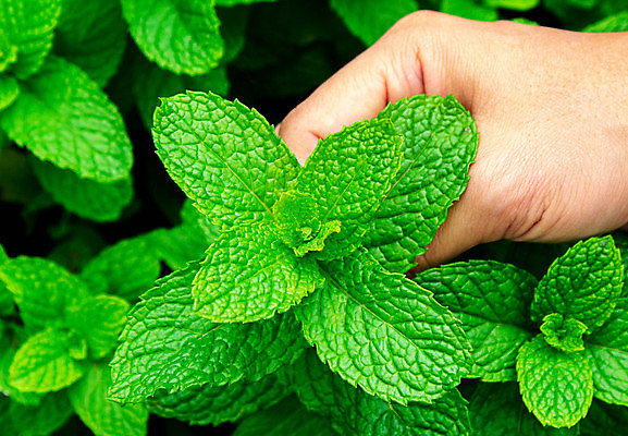 포토 JPG 해외이미지 식물 손 음식 백그라운드 잎 밭 농업 채소 재료 태국 자연 건강 요리 동양인 사람없음 초록색 물 약 정원 흙 수확 성장 신선 닫기 민트 허브 향신료 묘사 흰배경 유기농 원예 질감 향기 아로마 향 테라피 내추럴 고립 온실 스피아민트 해외202007 해외포토 자연요소 웰빙 산업 아시아 컬러 의학 모션 인종 취미 신체부위 뷰티 흰색 생태계 냄새 향미료 파일형식