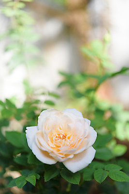 포토 JPG 해외이미지 나무 식물 계절 공원 꽃잎 꽃 벽 줄기 백그라운드 잎 꽃무늬 자연 아침 발렌타인데이 사랑 사람없음 야외 장식 초록색 빛 컬러풀 장미 노란색 환경 정원 봄 벚꽃 흰색 신선 개화 원예 부드러움 내추럴 해외202007 해외포토 주간 공공시설 감정 컬러 무늬 데이이벤트 취미 감각 생태계 파일형식