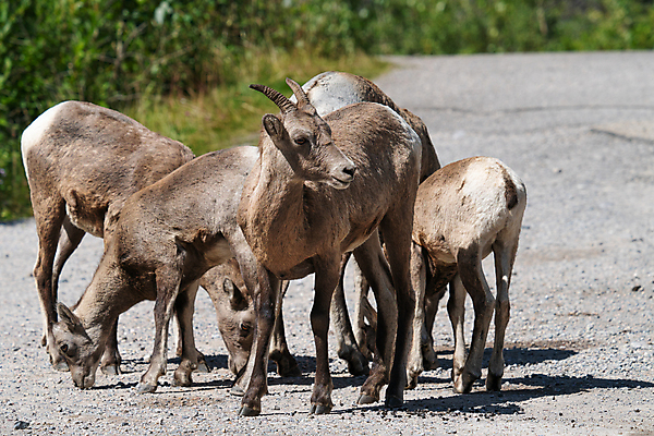 포토 JPG 해외이미지 동물 야생동물 캐나다 포유류 자연 파노라마 종류 풍경 사람없음 야외 환경 양 황무지 생태계 내추럴 동물상 앨버타 해외202007 해외포토 북아메리카 촬영기법 조형물 파일형식