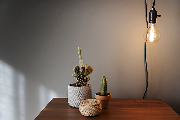 포토 JPG 해외이미지 식물 디자인 가구 탁자 호텔 아침 휴식 선인장 아파트 주택 실내 사람없음 내부 목재 장식 초록색 침실 방 침대 램프 잠 재산 고급 냄비 심플 스타일 미니멀리스트 안락 해외202007 해외포토 주간 나무 컬러 생활용품 컨셉 재료 숙소 조명 건물 금융 솥 파일형식