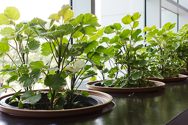 포토 JPG 해외이미지 나무 식물 디자인 외관 공원 꽃 겨울 건축양식 유리 휴식 바닥 실내 사람없음 야외 내부 건물 물 정원 기둥 도시 고급 타일 대리석 지역 리빙 개발 철강 해외202007 해외포토 자연요소 건축물 계절 공공시설 건축 컨셉 재료 재질 파일형식