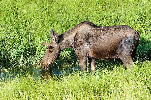 포토 JPG 해외이미지 동물 호수 야생동물 포유류 자연 산 털 종류 사람없음 물 갈색 어둠 코트 종 흰색 소나무 소 습지 숲 위험 큼 시원함 속눈썹 버드나무 황소 코 귀 온도 무거움 주둥이 엘크 콜로라도 벨벳 해외202007 해외포토 자연요소 나무 컬러 컨셉 신체부위 미국 외투 무게 크기 실크 눈썹 생태계 파일형식
