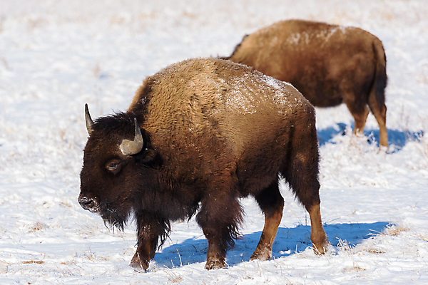 포토 JPG 해외이미지 동물 남자 야생동물 밭 신체 포유류 자연 산 뿔 종류 성인 사람없음 야외 초록색 파란색 갈색 미국 어둠 코트 소 군중 위험 큼 들소 순수 황소 먼지 지역 무거움 공격적 어려움 찰과상 콜로라도 해외202007 해외포토 컬러 컨셉 북아메리카 농업 사람 외투 무게 상처 크기 생태계 파일형식