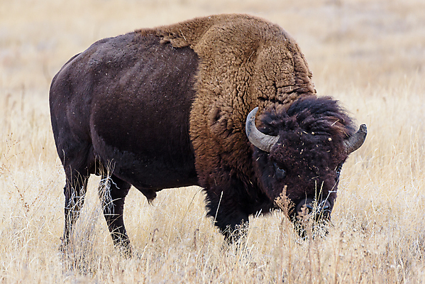 포토 JPG 해외이미지 동물 남자 야생동물 밭 신체 포유류 자연 산 뿔 종류 성인 사람없음 야외 초록색 파란색 갈색 미국 어둠 코트 소 군중 위험 큼 들소 순수 황소 먼지 지역 무거움 공격적 어려움 찰과상 콜로라도 해외202007 해외포토 컬러 컨셉 북아메리카 농업 사람 외투 무게 상처 크기 생태계 파일형식