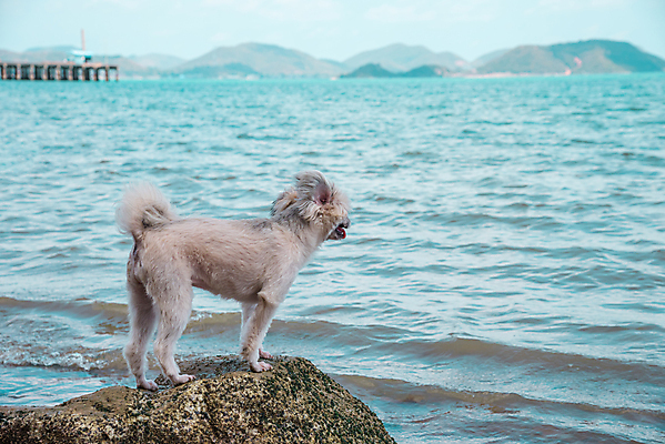 포토 JPG 해외이미지 동물 구름 행복 모래 파도 바다 섬 여행 포즈 포유류 자연 놀이 하늘 휴가 풍경 사람없음 야외 초록색 물 여름 파란색 반려동물 햇빛 맑음 기쁨 흰색 개 작음 포메라니안 수평선 해외202007 해외포토 자연요소 계절 감정 컬러 날씨 태양 크기 생태계 파일형식