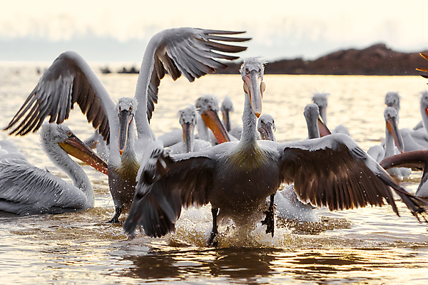 포토 JPG 해외이미지 동물 유럽 호수 야생동물 바다 자연 조류 종류 성인 사람없음 물 수영 흰색 오픈 그룹 기다림 큼 수집 펠리컨 그리스 깃털 부리 북쪽 계산서 내추럴 달마시안 파우치 해외202007 해외포토 자연요소 나라 컬러 가방 모션 사람 수상스포츠 개 크기 방향 생태계 파일형식