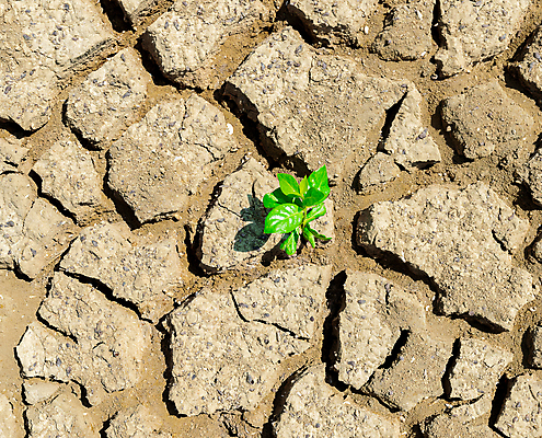 포토 JPG 해외이미지 나무 식물 지구 백그라운드 컨셉 잎 농업 자연 표면 날씨 건조 풍경 사람없음 초록색 물 여름 글로벌 갈색 환경 흙 성장 죽음 뜨거움 균열 땅 질감 먼지 지역 진흙 가뭄 내추럴 깨짐 땅바닥 생태학 재앙 해외202007 해외포토 자연요소 계절 교육 산업 컬러 모션 바닥 생태계 파일형식