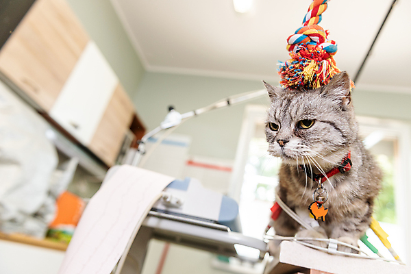 포토 JPG 해외이미지 동물 직업 1 손 백그라운드 포유류 청진기 탁자 건강 병원 주사기 앉기 사람없음 반려동물 약 머리 건강관리 고양이 고통 시험 환자 의사 실험실 질병 작음 캐비닛 테라피 수의사 기르기 돌봄 마약 백신 예방접종 해외202007 해외포토 교육 감정 가구 의학 의료기기 모션 실험 관리 신체부위 뷰티 의료진 크기 사물함 접종 파일형식