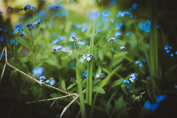포토 JPG 해외이미지 식물 계절 꽃잎 꽃 백그라운드 잎 꽃무늬 자연 추상 사랑 미술 사람없음 초록색 물 컬러풀 태양 정원 봄 낭만 벚꽃 하트 신선 내추럴 해외202007 해외포토 자연요소 모양 감정 컬러 컨셉 무늬 문화예술 생태계 파일형식