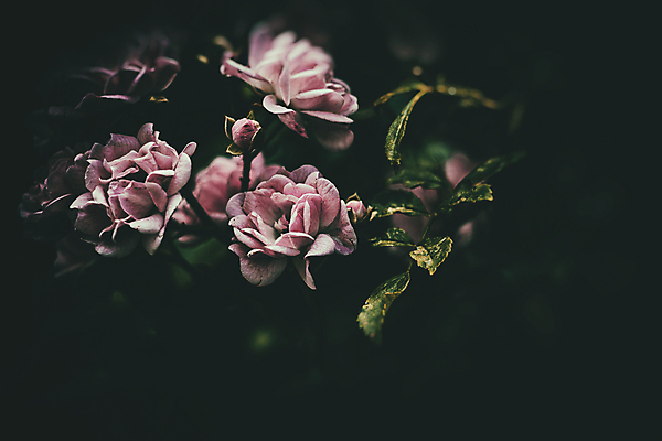 포토 JPG 해외이미지 식물 꽃잎 꽃 자연 따뜻함 사람없음 야외 빨간색 여름 햇빛 장미 정원 성장 벚꽃 원형 내추럴 해외202007 해외포토 도형 계절 컬러 태양 생태계 파일형식