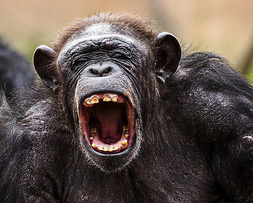 포토 JPG 해외이미지 나무 동물 배너 감정 얼굴 야생동물 백그라운드 생각 텍스트 자연 동물원 앉기 사람없음 환경 검은색 외침 분노 원숭이 표현 보호 즐거움 유인원 침팬지 배려 해외202007 해외포토 식물 컬러 컨셉 포유류 모션 신체부위 소리 생태계 파일형식