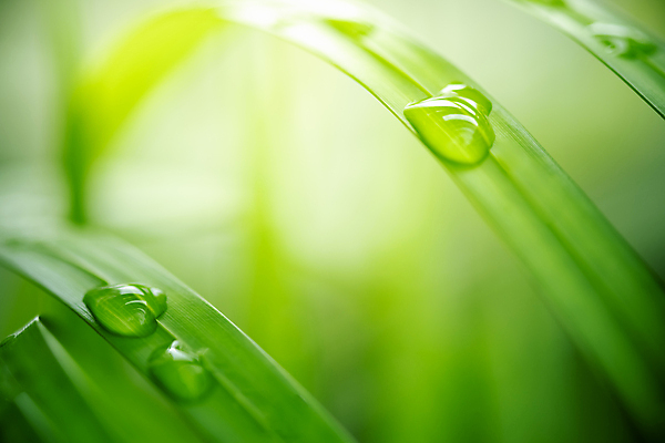 포토 JPG 해외이미지 나무 식물 계절 백그라운드 컨셉 잎 패턴 자연 벽지 추상 잔디 사람없음 초록색 여름 빛 컬러풀 햇빛 태양 우주 환경 정원 맑음 봄 성장 신선 숲 질감 보케 부드러움 내추럴 블러 생태학 카피스페이스 그리너리 효과 해외202007 해외포토 자연요소 교육 컬러 무늬 날씨 공백 감각 생태계 파일형식 트랜드컬러