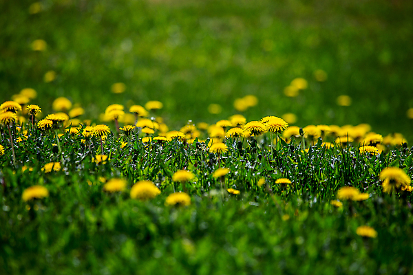 포토 JPG 해외이미지 식물 풍경 잔디 사람없음 야외 아웃포커스 초록색 햇빛 태양 정원 봄 소프트포커스 민들레 해외202007 해외포토 자연요소 계절 꽃 컬러 촬영기법 파일형식
