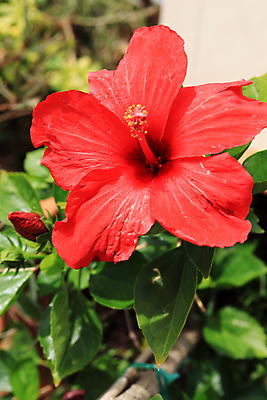 포토 JPG 해외이미지 주간 잎 자연 사람없음 야외 빨간색 나뭇가지 히비스커스 해외202007 해외포토 자연요소 나무 식물 꽃 컬러 생태계 파일형식