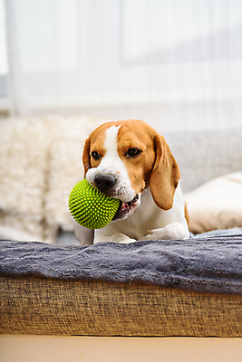 포토 JPG 해외이미지 동물 행복 공 놀이 실내 사람없음 초록색 반려동물 점 개 비글 송곳니 유래 해외202007 해외포토 감정 컬러 포유류 내부 치아 파일형식