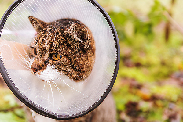 포토 JPG 해외이미지 동물 얼굴 백그라운드 포유류 건강 병원 안전 사람없음 치료 반려동물 약 머리 고양이 고통 환자 흰색 긴급 도움 보호 질병 상처 플라스틱 귀 목 외과 원뿔 수의사 고립 돌봄 해외202007 해외포토 도형 감정 컬러 컨셉 의학 모션 재질 신체부위 의사 파일형식