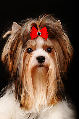 포토 JPG 해외이미지 나무 동물 1 행복 새끼 백그라운드 크리스마스 공 휴가 새로움 털 사람없음 장식 빨간색 반려동물 산타클로스 검은색 거울 흰색 개 달콤 강아지 작음 샴페인 요크셔테리어 테리어 연도 활 솜털 송곳니 기르기 비버 삼색 해외202007 우호적 해외포토 식물 기념일 감정 컬러 컨셉 포유류 주류 맛 치아 크기 돌봄 파일형식