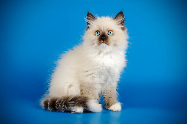 포토 JPG 해외이미지 한마리 사람없음 파란색 반려동물 고양이 해외202007 네바마스커레이드 해외포토 동물 1 컬러 포유류 파일형식