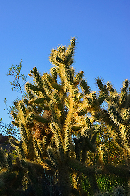 포토 JPG 해외이미지 나무 식물 공원 꽃 백그라운드 꽃무늬 자연 선인장 건조 사람없음 야외 빨간색 초록색 정원 미국 사막 신선 개화 황무지 은색 날카로움 캘리포니아 애리조나 내추럴 이국적 전국 해외202007 해외포토 공공시설 컬러 북아메리카 무늬 생태계 파일형식