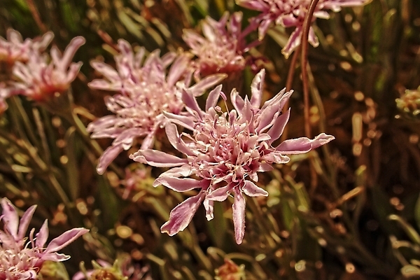포토 JPG 해외이미지 식물 계절 꽃잎 꽃 분홍색 섬 백그라운드 꽃무늬 패턴 자연 경사 사람없음 여름 정원 봄 성장 벚꽃 호기심 질감 화산 스페인어 오리지널 해외202007 해외포토 감정 컬러 컨셉 무늬 산 생태계 파일형식