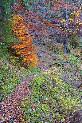 포토 JPG 해외이미지 나무 계절 공원 길 백그라운드 잎 자국 자연 산 실내 풍경 사람없음 야외 목재 빛 믿음 환경 골짜기 새벽 산책 블록 트래킹 펼침 하이킹 다양 성장 가을 나뭇가지 황금 떨어짐 숲 오솔길 빙하 해적 10월 지질학 노화 선두 해외202007 해외포토 자연요소 식물 공공시설 교육 감정 다수 컨셉 재료 모션 레저 휴식 내부 날짜 도둑 생태계 파일형식