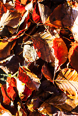 포토 JPG 해외이미지 나무 식물 디자인 계절 공원 백그라운드 잎 패턴 오렌지 자연 추상 사람없음 빨간색 컬러풀 갈색 노란색 활발 가을 정상 숲 11월 질감 내추럴 땅바닥 해외202007 해외포토 공공시설 컬러 컨셉 무늬 과일 바닥 날짜 생태계 파일형식