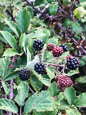 포토 JPG 해외이미지 나무 식물 계절 음식 잎 농업 과일 재료 자연 포도 사람없음 야외 빨간색 초록색 농작물 환경 성장 농촌 시골 신선 달콤 맛 다발 유기농 내추럴 숙성 해외202007 해외포토 웰빙 산업 컬러 컨셉 생태계 파일형식