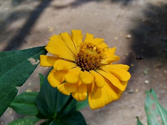 포토 JPG 해외이미지 식물 디자인 공원 꽃잎 꽃 분홍색 백그라운드 잎 꽃무늬 오렌지 자연 추상 국화 사람없음 야외 장식 빨간색 초록색 컬러풀 태양 노란색 정원 보라색 봄 벚꽃 신선 개화 원예 내추럴 강렬 여의주 해외202007 해외포토 자연요소 계절 공공시설 컬러 무늬 과일 취미 생태계 파일형식