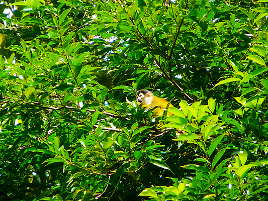 포토 JPG 해외이미지 나무 공원 야생동물 바다 섬 여행 자연 벽지 하늘 산 국립공원 손바닥 풍경 사람없음 야외 초록색 물 여름 파란색 환경 미국 다양 행운 숲 열대우림 태평양 고립 전국 코스타리카 해외202007 해외포토 자연요소 식물 동물 손 계절 공공시설 컬러 다수 컨셉 북아메리카 중앙아메리카 생태계 파일형식