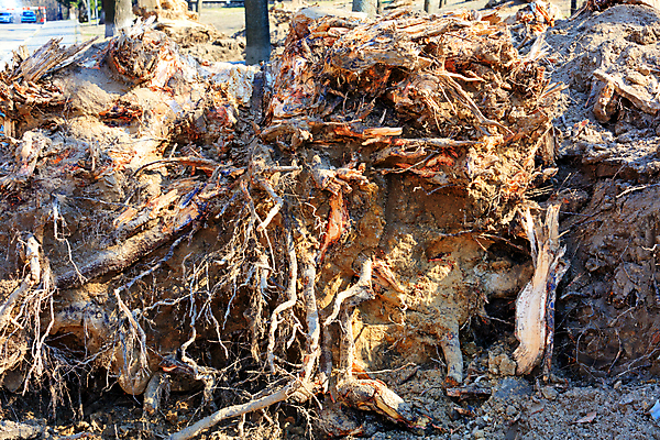 포토 JPG 해외이미지 나무 식물 공원 백그라운드 자연 바람 날씨 사람없음 야외 목재 갈색 환경 맑음 흙 손상 가을 나뭇가지 죽음 닫기 떨어짐 숲 큼 질감 뿌리 나무껍질 폭풍 내추럴 기후변화 깨짐 땅바닥 생태학 옛날 해외202007 해외포토 자연요소 계절 공공시설 교육 컬러 컨셉 재료 모션 바닥 껍질 변화 크기 생태계 파일형식