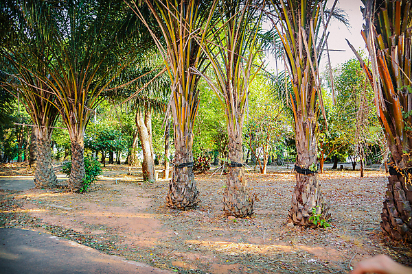 포토 JPG 해외이미지 나무 식물 라이프스타일 공원 아시아 여행 자연 휴가 거리 국립공원 손바닥 동양인 풍경 사람없음 야외 야자수 환경 정원 시골 도심 휴양지 옛날 이국적 해외202007 해외포토 손 공공시설 나라 인종 생활 장소 도시 생태계 파일형식