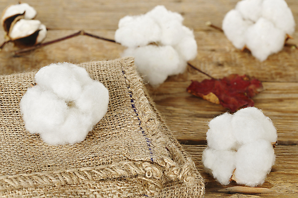 포토 JPG 해외이미지 사람없음 부드러움 목화꽃 목화솜 나무배경 해외202007 해외포토 꽃 백그라운드 감각 솜 파일형식