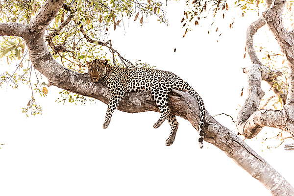 포토 JPG 해외이미지 나무 동물 1 응시 얼굴 야생동물 포유류 아프리카 자연 털 사람없음 야외 가로 고양이 사막 점 황무지 위험 큼 사파리 사냥 육식동물 위치 사냥꾼 표범 남쪽 내추럴 나미비아 남아프리카 보츠와나 웅장함 이국적 힘찬 해외202007 해외포토 식물 직업 시선 나라 컨셉 신체부위 반려동물 크기 방향 생태계 파일형식