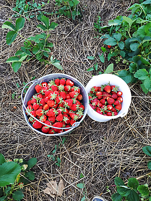 포토 JPG 해외이미지 나무 식물 계절 열매 음식 줄기 백그라운드 잎 밭 과일 자연 탁자 딸기 디저트 건강 사람없음 목재 빨간색 초록색 농작물 노란색 금속 정원 수확 흰색 기구 침대 신선 시장 달콤 맛 양동이 유기농 원예 날것 바이오 숙성 채식주의자 맛있는 해외202007 해외포토 웰빙 컬러 가구 컨셉 농업 재료 재질 취미 생태계 채식 파일형식