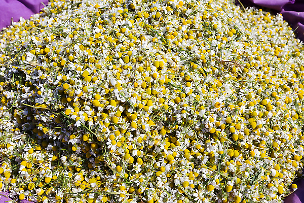포토 JPG 해외이미지 식물 계절 꽃잎 꽃 꽃무늬 밭 농업 자연 관리 초원 사람없음 여름 컬러풀 농장 농경지 노란색 환경 정원 봄 수확 성장 벚꽃 흰색 신선 차 농부 허브 원예 데이지 심플 아로마 부드러움 위치 향 내추럴 밭일 엘리먼트 캐모마일 해외202007 해외포토 직업 산업 음료 컬러 무늬 취미 감각 생태계 파일형식